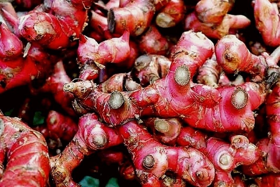 Red Ginger (Jahe Merah) Export Grade