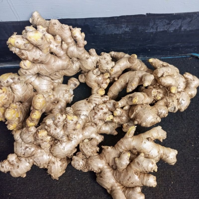 Highland Paris Ginger (Jahe Paris) Export Grade