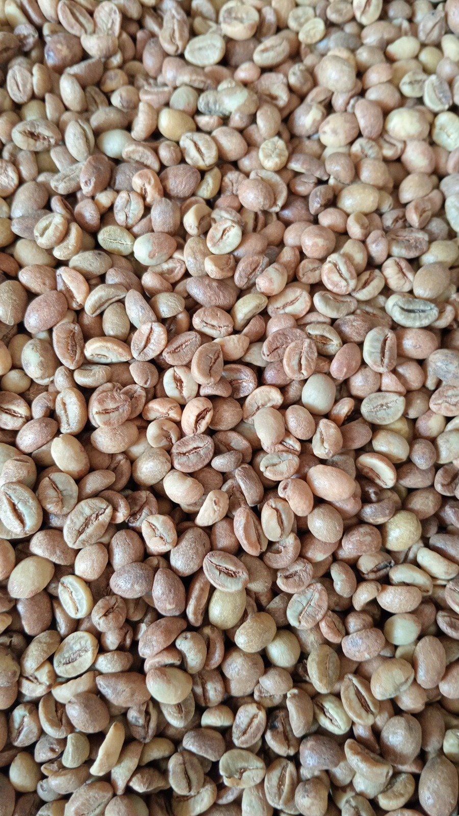 Indonesian Robusta Coffee Beans