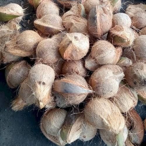 De-Husked Coconuts Grade B Export Standard